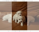 Small Photo #13 Bichon Frise Puppy For Sale in JURUPA VALLEY, CA, USA
