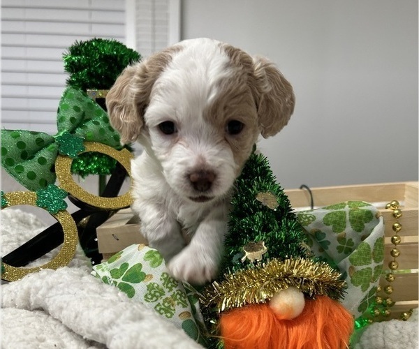 Medium Photo #3 YorkiePoo Puppy For Sale in MONTGOMERY VILLAGE, MD, USA