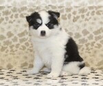 Image preview for Ad Listing. Nickname: Coco