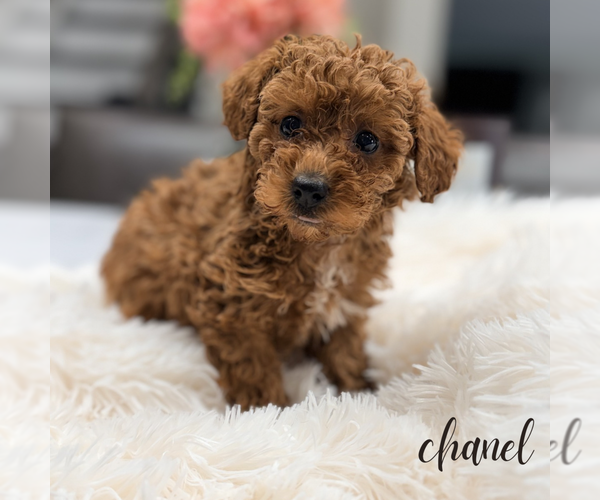 Medium Photo #2 Poodle (Miniature) Puppy For Sale in ADDISON, IL, USA