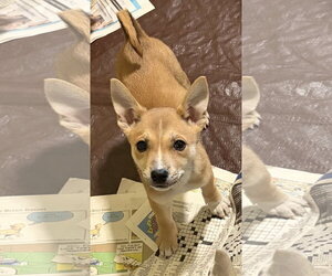 Mutt Dogs for adoption in Royal Palm Beach, FL, USA