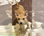 Bodacious* - Female Mutt Dog for Adoption - Small photo