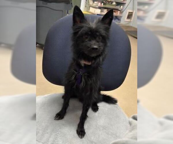 Medium Photo #3 Cairn Terrier-Unknown Mix Puppy For Sale in Silver Spring, MD, USA