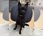 Small #2 Cairn Terrier Mix