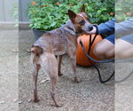 Small #1 Mutt