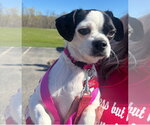 Small #1 Boston Terrier Mix