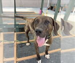 Small #1 Plott Hound Mix