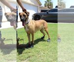 Small Photo #2 Boxer-Unknown Mix Puppy For Sale in El Centro, CA, USA