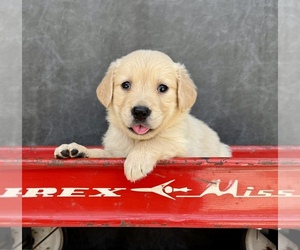 Golden Retriever Puppy for Sale in OCALA, Florida USA