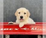 Image preview for Ad Listing. Nickname: Litter of 6