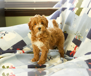 Goldendoodle (Miniature) Puppy for sale in MILWAUKEE, WI, USA