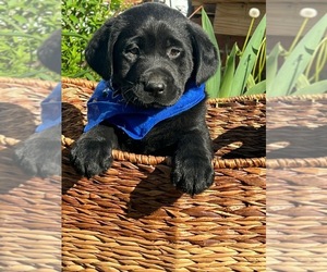 Labrador Retriever Puppy for sale in INDIANAPOLIS, IN, USA