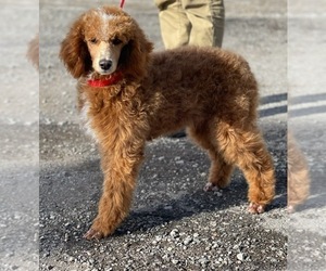 Father of the Goldendoodle puppies born on 06/26/2026