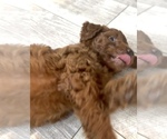 Small #3 Golden Retriever-Poodle (Toy) Mix