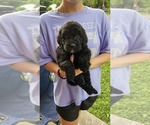 Puppy Trinity Goldendoodle