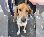 Small Photo #2 Coonhound Puppy For Sale in Studio City, CA, USA