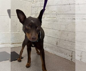 Miniature Pinscher-Unknown Mix Dogs for adoption in San Bernardino, CA, USA