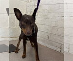 Small Miniature Pinscher Mix