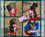 Small #2 Labrador Retriever Mix