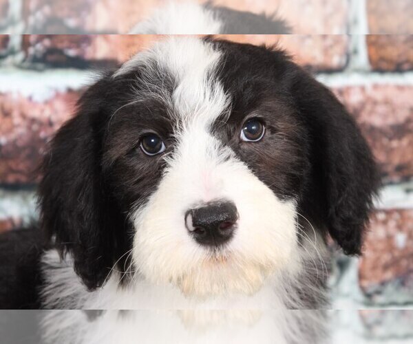 Medium Photo #2 Sheepadoodle Puppy For Sale in BEL AIR, MD, USA