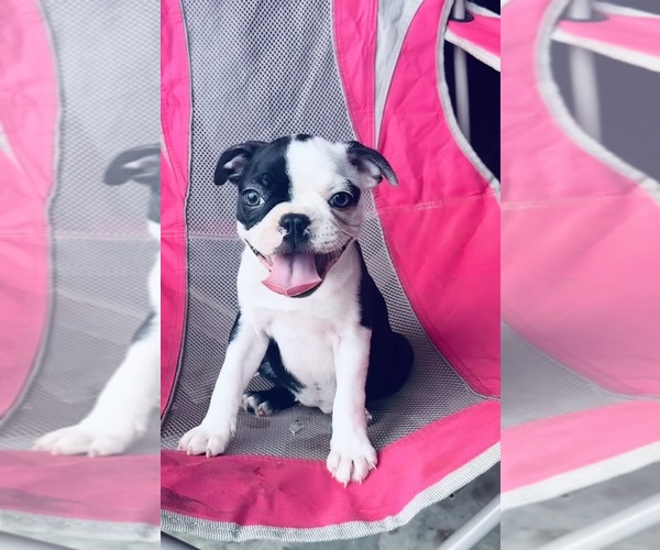 Medium Photo #6 Boston Terrier Puppy For Sale in PIKEVILLE, NC, USA