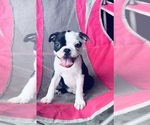 Small Photo #6 Boston Terrier Puppy For Sale in PIKEVILLE, NC, USA