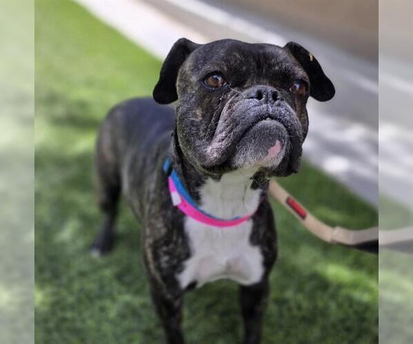 Medium Photo #1 Bulldog-Unknown Mix Puppy For Sale in Las Vegas, NV, USA