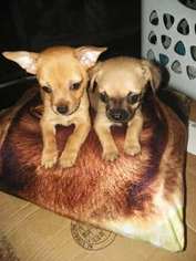 Chihuahua Puppy for sale in FREDERICK, MD, USA