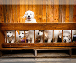Small Golden Retriever