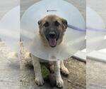BENNY - Male German Shepherd Dog-Unknown Mix Dog for Adoption - Small photo