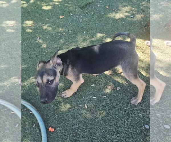 Medium Photo #2 Black Mouth Cur-Unknown Mix Puppy For Sale in Tracy City, TN, USA