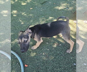 Radar - Male Black Mouth Cur-Unknown Mix Dog for Adoption - Photo #2