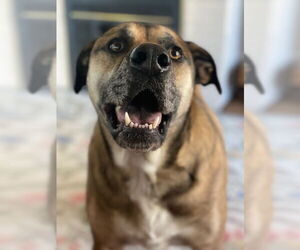 Black Mouth Cur-Great Dane Mix Dogs for adoption in Minneapolis, MN, USA