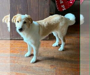 Collie-Unknown Mix Dogs for adoption in Royal Palm Beach, FL, USA