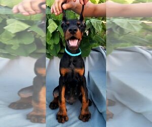 Doberman Pinscher Puppy for sale in KATY, TX, USA