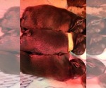 Small Photo #5 French Bulldog Puppy For Sale in LARGO, FL, USA