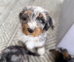 Small #1 Aussie-Poo-Bernedoodle Mix