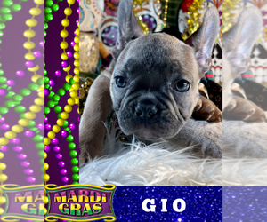 French Bulldog Puppy for sale in HEATHROW, FL, USA