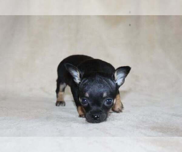 Medium Photo #3 Chihuahua Puppy For Sale in HUDSONVILLE, MI, USA