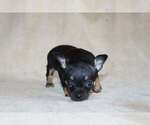 Small #2 Chihuahua