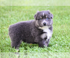 Australian Shepherd Puppy for sale in EASTON, MO, USA