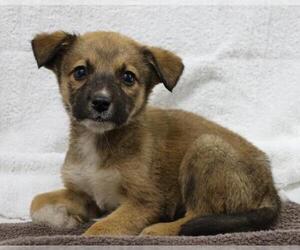 Mutt Dogs for adoption in Thief River Falls, MN, USA