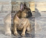 Small Photo #6 French Bulldog Puppy For Sale in BOLIVAR, MO, USA