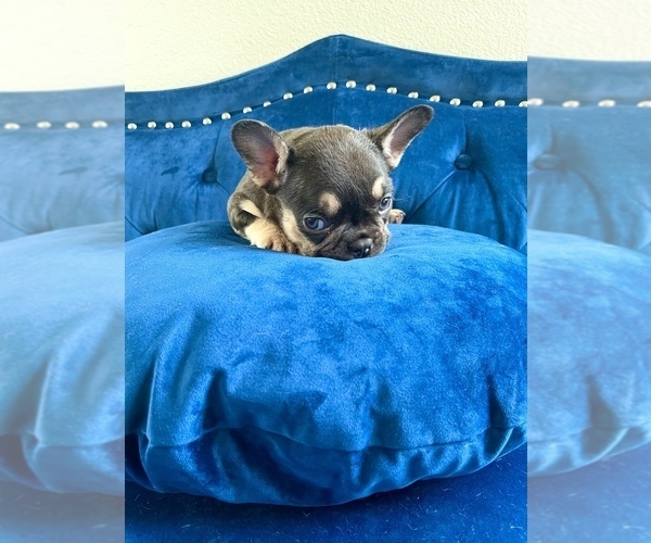 Medium Photo #7 French Bulldog Puppy For Sale in NEW YORK, NY, USA