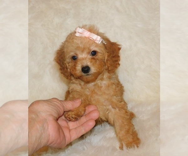 Medium Photo #4 Poodle (Toy) Puppy For Sale in WARRENSBURG, MO, USA