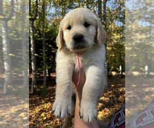 Golden Retriever Puppy for sale in KNIGHTDALE, NC, USA