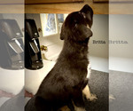 Puppy Britta Malinois