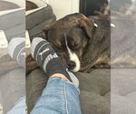 Small #2 American Pit Bull Terrier Mix