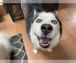 Small #2 Siberian Husky