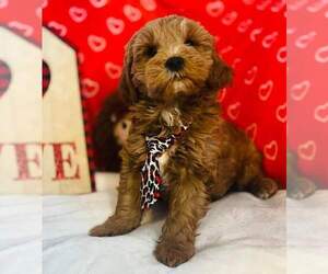 Goldendoodle (Miniature) Puppy for sale in FORT LAUDERDALE, FL, USA